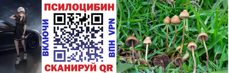 дарк нет как зайти  Кубинка  Псилоцибиновые грибы мицелий 